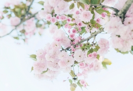 网游情侣网名--❀. 心里