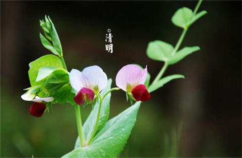 爱情唯美说说 唯美的爱情说说大全