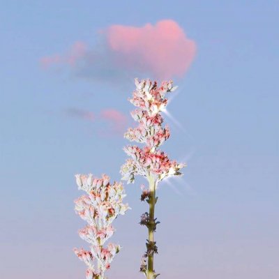 明日大寒节气祝福朋友